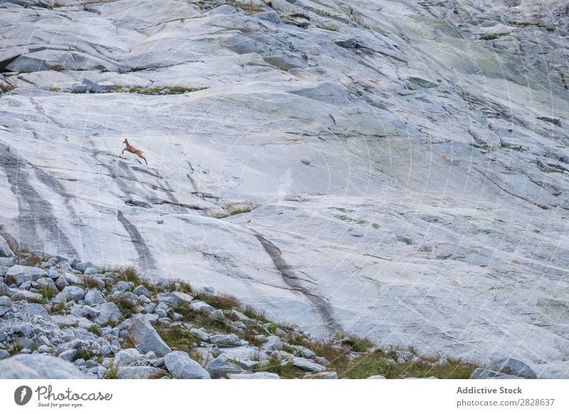 Rehwild beim Springen auf Berge Hirsche Berge u. Gebirge springen Natur Tier Tierwelt Säugetier Bock rennen Fauna Frau mit Hufen Aktion Jugendliche Wildnis