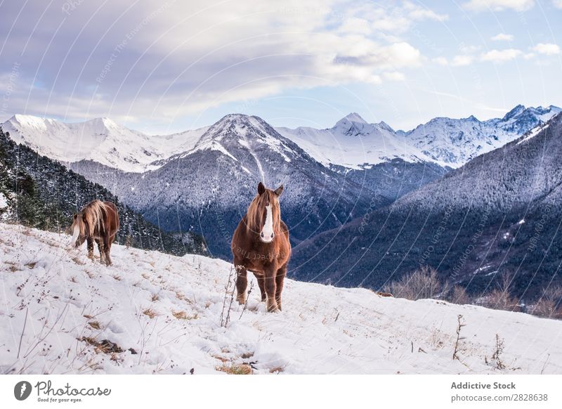 Pferde auf Winterbergen Weide Berge u. Gebirge Landschaft Tier Natur wild schön Beautyfotografie braun Kastanie Jahreszeiten Säugetier ländlich Schnee kalt