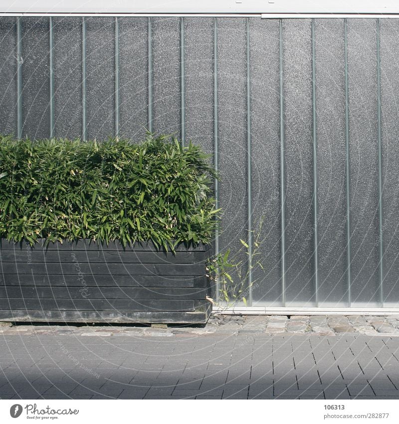 Vorm Aldi Hütt (#111Teil II); Busch & Schmarotzer Pflanze grau grün Sträucher Wand minimalistisch aufwertung Farbfoto Außenaufnahme Menschenleer Morgen Tag