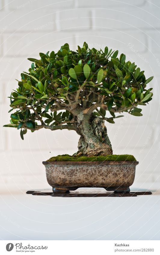 bonsai Landschaft Pflanze Baum Wildpflanze Topfpflanze exotisch Bonsai Japan grün weiß Farbfoto Innenaufnahme Studioaufnahme Tag Zentralperspektive