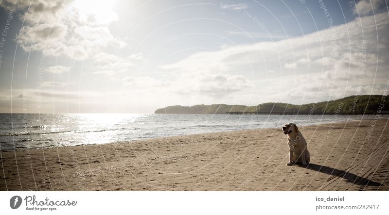 Wann darf ich ... Freizeit & Hobby Ferien & Urlaub & Reisen Ausflug Sand Wasser Schönes Wetter Küste Strand Tier Haustier Hund 1 sitzen gelb Freude Vorfreude