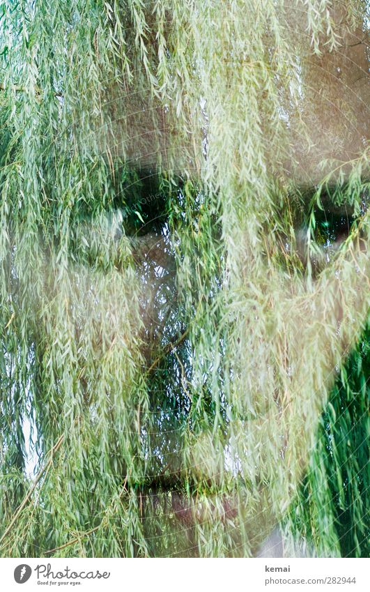 Ich kann dadurch klarer sehen Mensch feminin Erwachsene Leben Kopf Gesicht Auge Mund 1 30-45 Jahre Natur Baum Blatt Grünpflanze Weide hängen Blick Gefühle