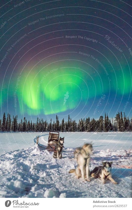 Hunde im Schlitten im Nordwald Winter Natur kalt Norden Polarlicht Wald Nacht bedeckt Schnee Jahreszeiten weiß Landschaft Eis Frost Ferien & Urlaub & Reisen