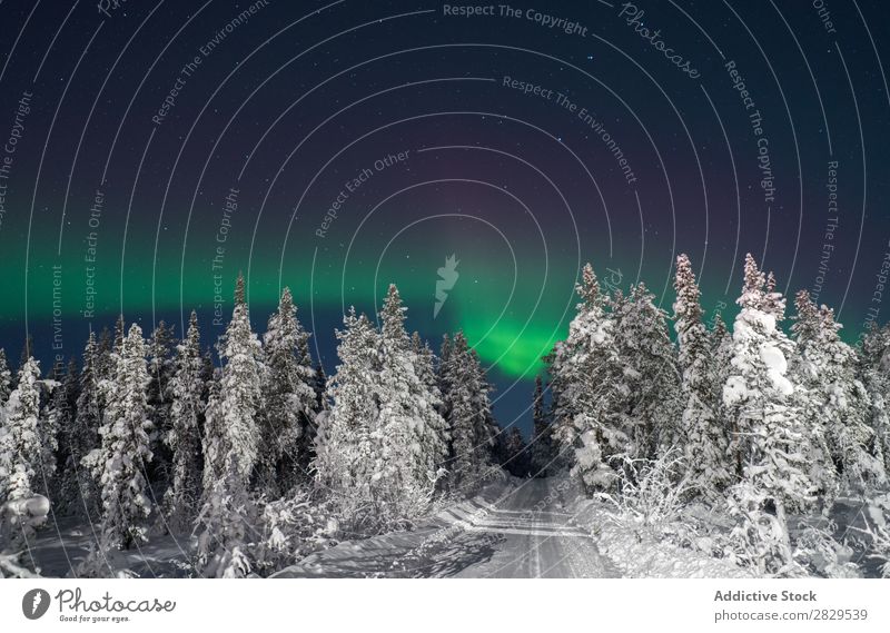 Straße im verschneiten Wald Winter Natur kalt Norden Nacht Polarlicht bedeckt Schnee Jahreszeiten weiß Landschaft Eis Frost Ferien & Urlaub & Reisen