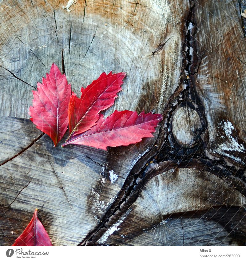Rot auf Holz Natur Herbst Blüte rot Herbstlaub Blattadern Jahresringe Holzstruktur Baumstamm herbstlich Herbstfärbung Farbfoto mehrfarbig Strukturen & Formen