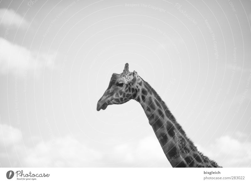 Giraffe III Tier Wildtier 1 Blick grau Himmel Schwarzweißfoto Außenaufnahme Menschenleer Textfreiraum oben Tag Tierporträt
