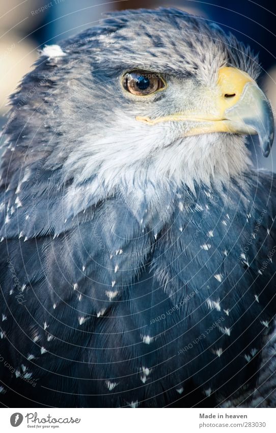 Adler Tier Wildtier Vogel Flügel 1 stehen blau Kraft Tierporträt