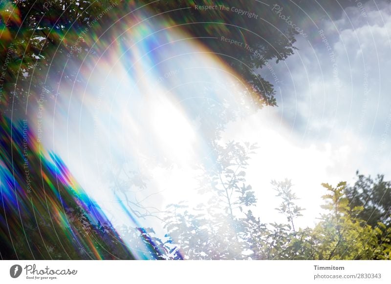 Dramatische Inszenierung der Natur Bäume Wald Himmel Wolken Licht Sonnenlicht Verfremdung dramatisch Prisma Laub Blätter Außenaufnahme Umwelt Menschenleer