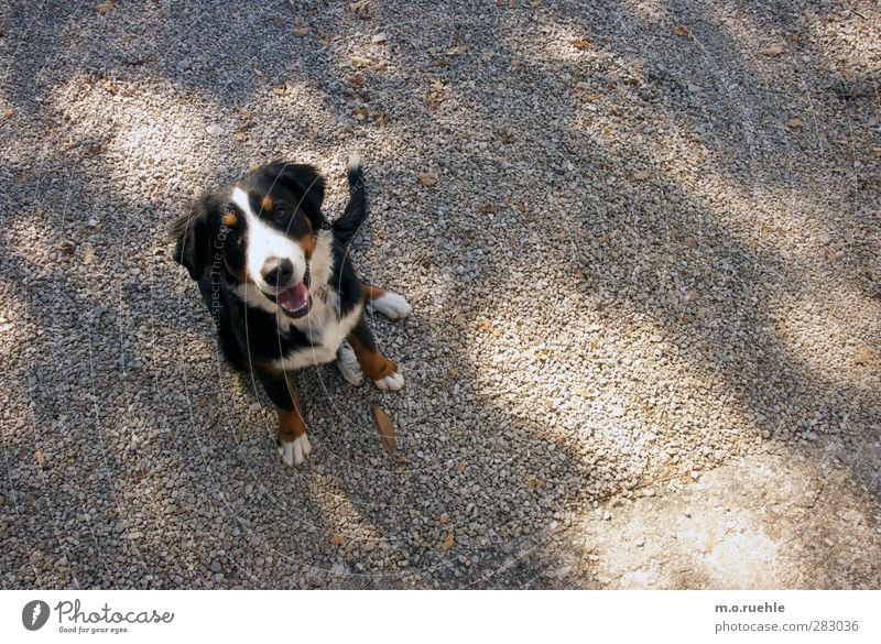 L O S ! Lifestyle Freizeit & Hobby Umwelt Natur Park Tier Haustier Hund Berner Sennenhund 1 warten authentisch frech frei Freundlichkeit Fröhlichkeit