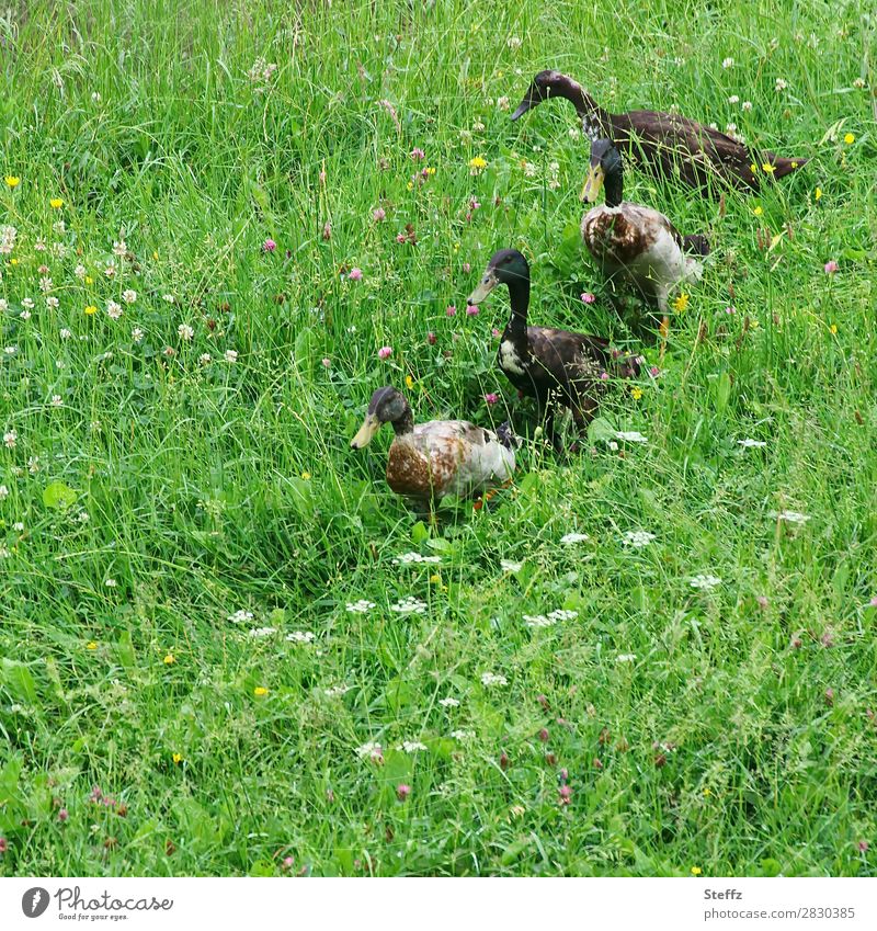 Die Enten watscheln nacheinander Entengang ländlich dörflich ländliche Idylle ländliche Szene ländliches motiv Sommerwiese Wiese üppige Vegetation Wildpflanzen