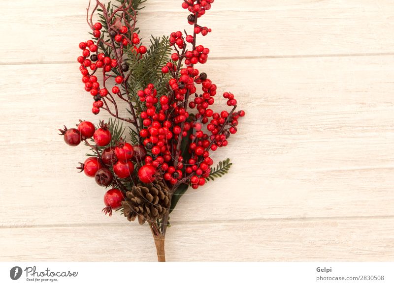 Rote Früchte auf dem Ast Weihnachten zur Dekoration Frucht Winter Dekoration & Verzierung Feste & Feiern Weihnachten & Advent Natur Pflanze Baum Blatt Holz neu