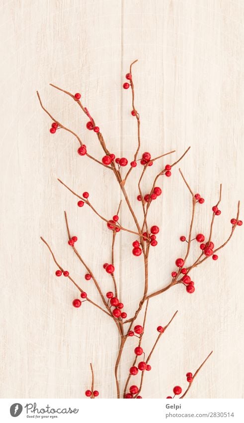 Weihnachtszweig mit roten Beeren Frucht Winter Dekoration & Verzierung Feste & Feiern Weihnachten & Advent Natur Pflanze Baum Blatt Holz neu viele grau grün