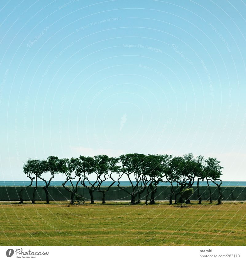 vom Winde geformt Natur Landschaft Pflanze Frühling Sommer Baum blau braun grün Küste Südafrika Uferpromenade Sportrasen Himmel Ferne Reisefotografie Farbfoto