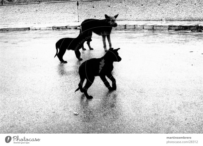 hunde im regen Asphalt Strand drei hunde Regen Schwarzweißfoto hartes licht verwilderte hunde zutraulich