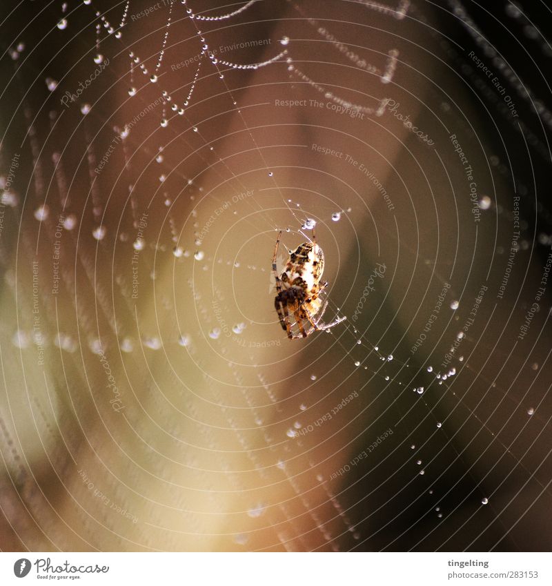 abhängen Natur Wasser Wassertropfen Tier Spinne 1 Arbeit & Erwerbstätigkeit berühren glänzend krabbeln schlafen klein Wärme braun gold Spinnennetz Sonnenlicht