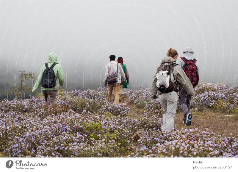 Nilgiri Sport wandern Mensch 5 18-30 Jahre Jugendliche Erwachsene 30-45 Jahre Umwelt Natur Landschaft Pflanze Herbst Klima schlechtes Wetter Wind Nebel Blume