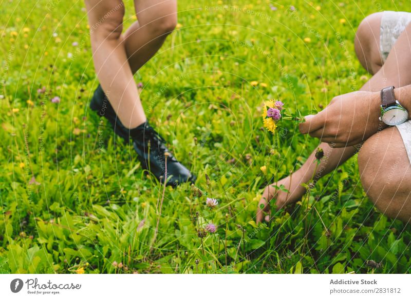 Mann pflückt Blumen für Frau Paar Wiese Geschenk sammelnd Natur Sommer Mensch Liebe Gras schön Zusammensein Landschaft Ferien & Urlaub & Reisen Fröhlichkeit