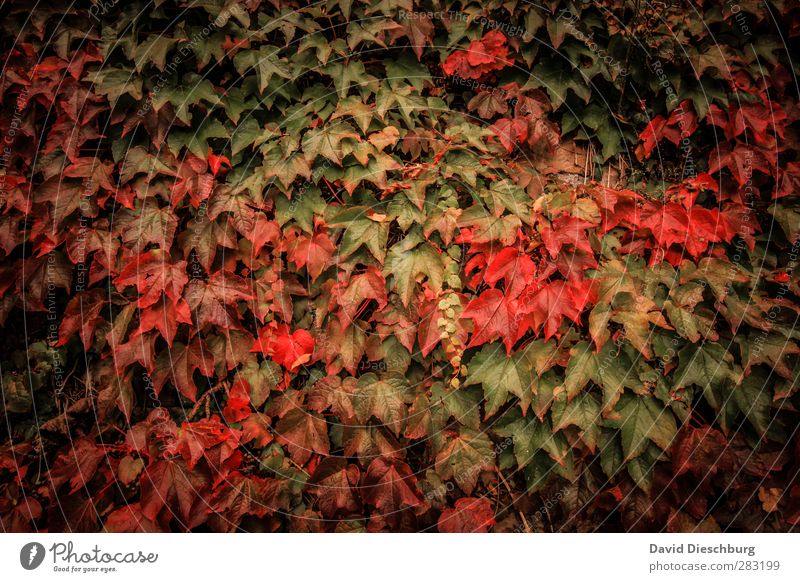 Lieblingsjahreszeit Natur Pflanze Tier Herbst Blatt Garten Park Wald gelb grün orange rot schwarz Herbstlaub herbstlich Herbstfärbung Herbstbeginn Herbstwetter