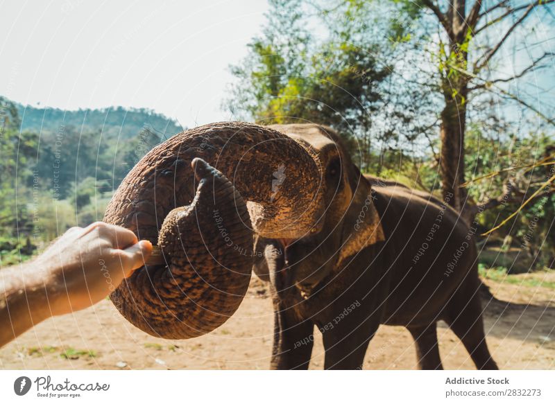 Großer Elefant stehend Natur groß wild Tier Park Tierwelt Säugetier natürlich Ferien & Urlaub & Reisen Chiangmai Haut Safari niedlich Kraft Wildnis Zoo