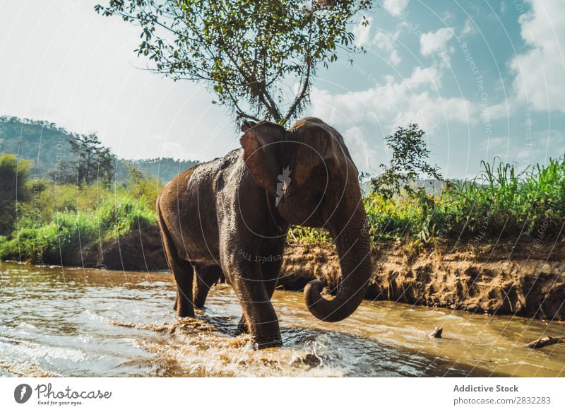 Großer Elefant im Wasser stehend Natur groß wild Tier Park Tierwelt Säugetier natürlich Ferien & Urlaub & Reisen Chiangmai Haut Safari niedlich Kraft Wildnis