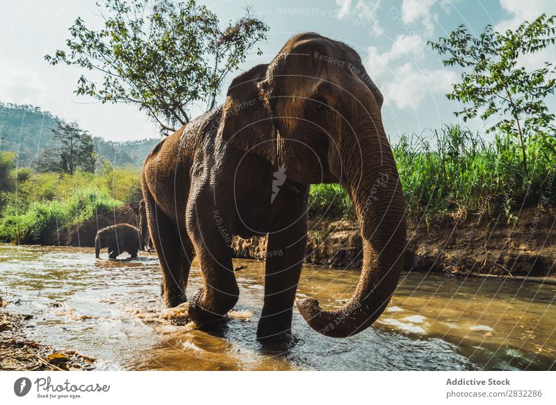 Großer Elefant im Wasser stehend Natur groß wild Tier Park Tierwelt Säugetier natürlich Ferien & Urlaub & Reisen Chiangmai Haut Safari niedlich Kraft Wildnis
