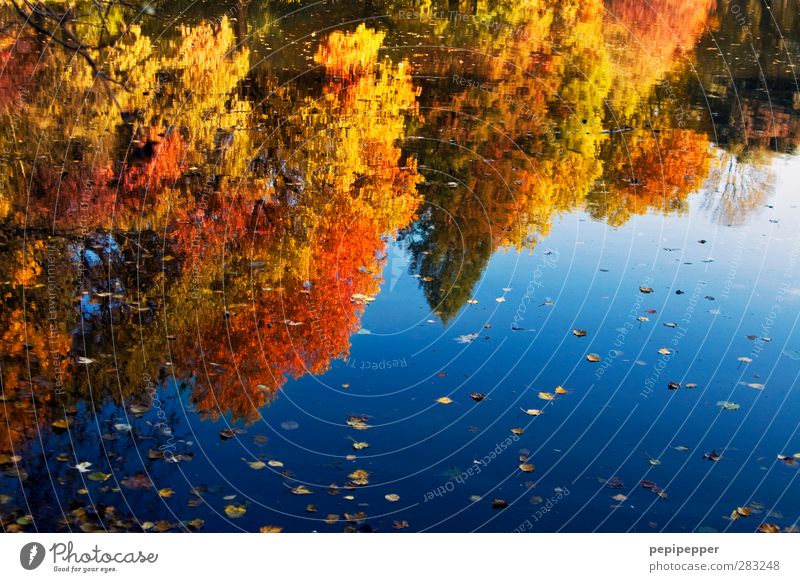 Indian Summer Natur Landschaft Pflanze Tier Wasser Himmel Baum Park Wald Seeufer blau gelb gold rot Idylle Herbstlaub herbstlich mehrfarbig Außenaufnahme Tag