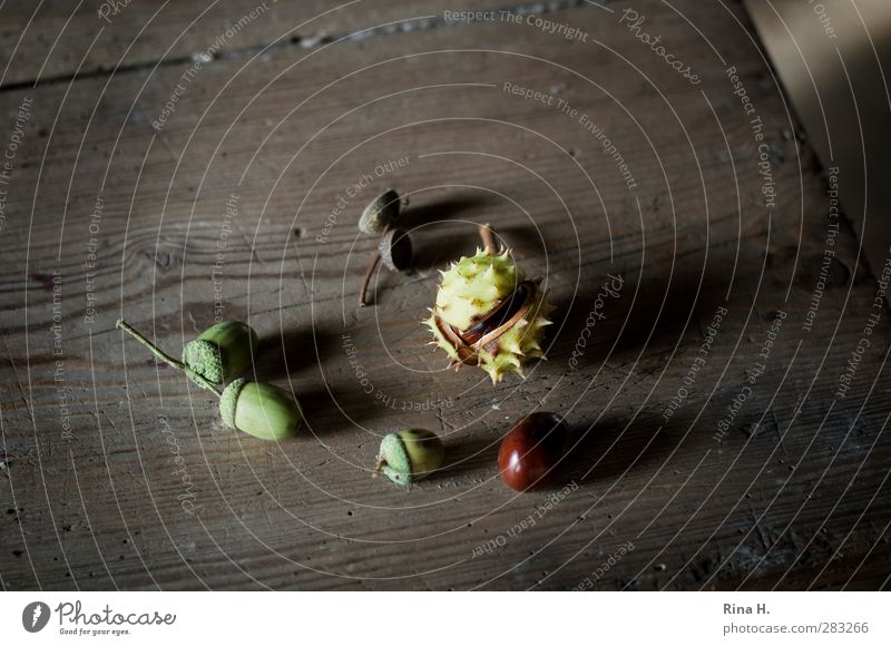 und noch ein HerbstStill natürlich Kastanie Eicheln Holztisch Tischplatte Jahreszeiten herbstlich Stillleben Frucht Landleben Farbfoto Gedeckte Farben