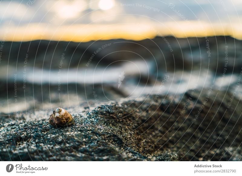 Schnecke krabbelt auf nassem Stein Natur Panzer langsam Tier Tierwelt Spirale krabbeln Umwelt schleimig klein Konsistenz braun ökologisch Oberfläche Richtung