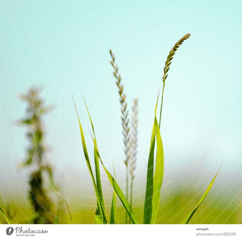 Wiese Schilfrohr Riedgras Röhricht Gras Halm Grasland stem stems Natur Pflanze wild gekreuzt Kräuter & Gewürze Blatt Wasserpflanze frisch Sumpfpflanze geblümt