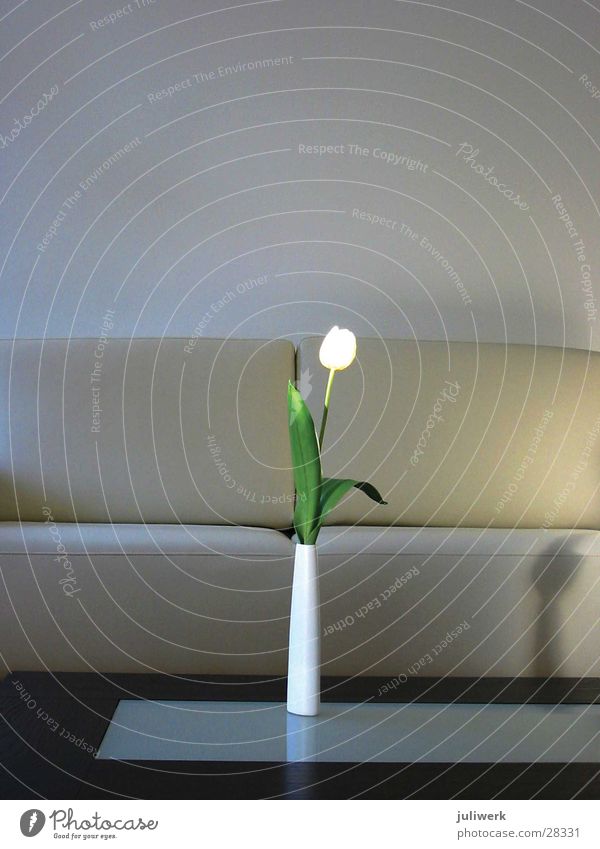 tulpe Tulpe Blume Vase Wohnzimmer Sofa Tisch Sonnenlicht Häusliches Leben Morgen