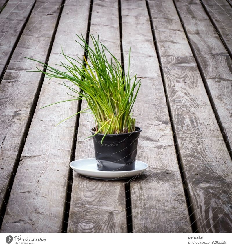 gefangen in plastik | topflauch Pflanze Nutzpflanze Terrasse Holz berühren dehydrieren Wachstum Kunststoff Plastikbecher Schnittlauch Kräuter & Gewürze