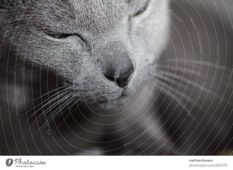 Katze Tier Haustier 1 Erholung schlafen träumen elegant niedlich blau grau Stimmung Zufriedenheit Tierliebe schön Gelassenheit ruhig Menschenleer