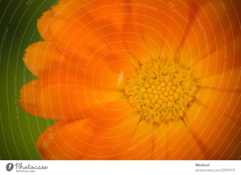 Die Sonne im Garten Natur Pflanze Blume Blüte exotisch Blühend Duft schön orange Farbfoto Außenaufnahme Menschenleer Textfreiraum links Textfreiraum oben