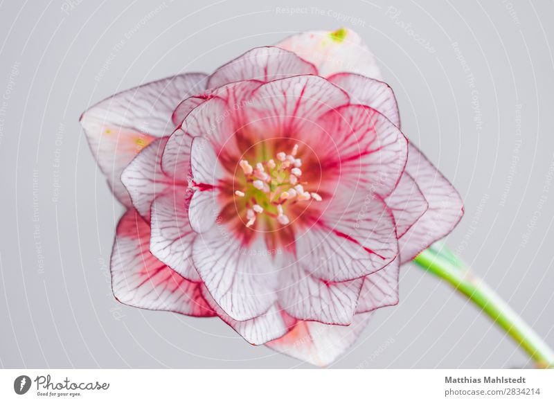 Blüte einer Lenzrose Umwelt Natur Pflanze Frühling Christrose Blühend außergewöhnlich Duft natürlich rosa Romantik schön ästhetisch rein Farbfoto mehrfarbig