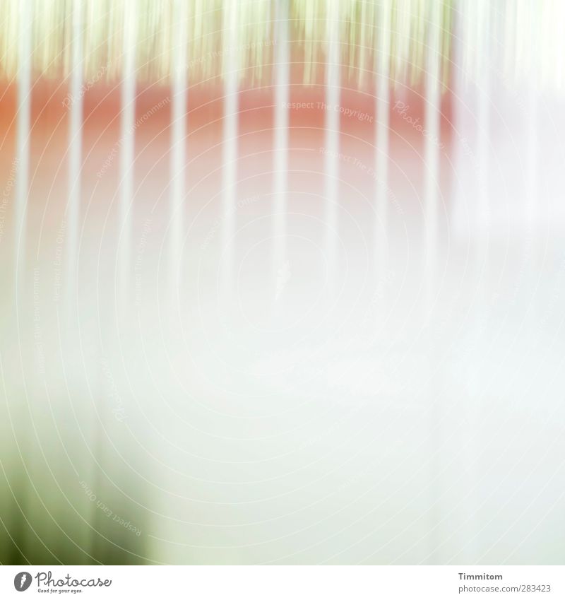 Thrasher. Umwelt Natur Luft Baum Park Wachstum hell grün rot weiß Gefühle Stimmung Neugier Toleranz Licht Farbfoto Gedeckte Farben Außenaufnahme Menschenleer