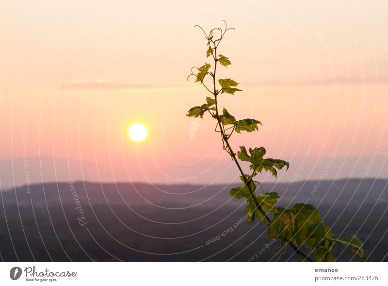 sunset wine Umwelt Natur Landschaft Himmel Horizont Sonne Sonnenaufgang Sonnenuntergang Herbst Klima Wetter Pflanze Sträucher Nutzpflanze Hügel Berge u. Gebirge