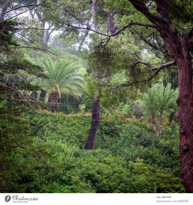 Regenwald Umwelt Natur Landschaft Pflanze Tier Urelemente Sommer Klima Wetter schlechtes Wetter Wind Nebel Grünpflanze Garten Park Wald nass grün Mallorca