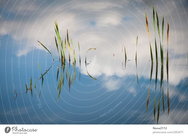 )IIII( )iIIIII Natur Pflanze blau abstrakt Reflexion & Spiegelung Wasser Bambus Wolken Himmel Teich See Farbfoto Außenaufnahme Nahaufnahme Detailaufnahme Licht