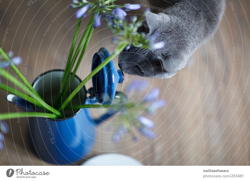 Stilleben mit Katze Pflanze Blume Tier Haustier 1 Kaffeekanne ästhetisch blau braun grau grün silber Geruch russisch blau Stillleben Vase alt Metall Farbfoto