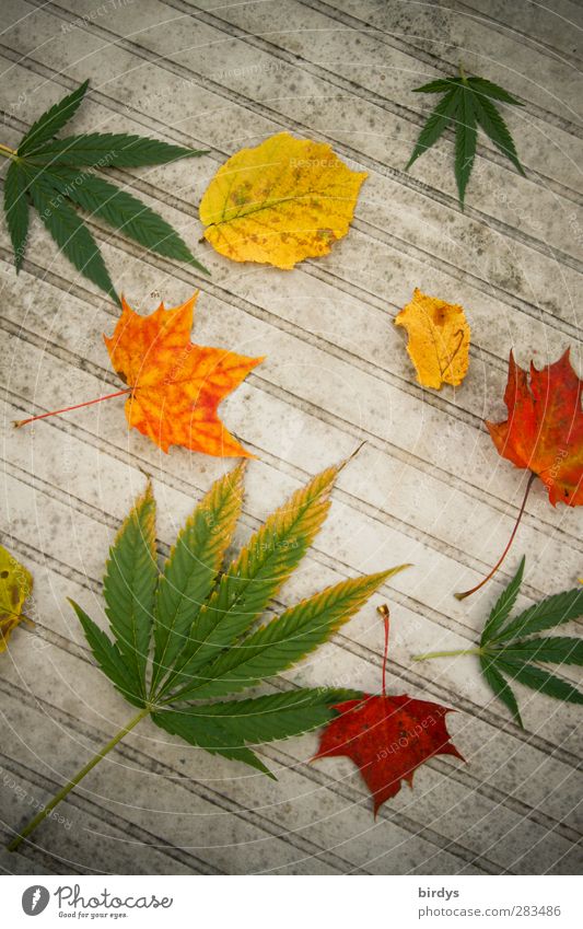 Es herbstlt Pflanze Herbst Hanf Blatt Gartentisch leuchten ästhetisch außergewöhnlich mehrfarbig Laster Freude genießen einzigartig Vergänglichkeit Herbstlaub