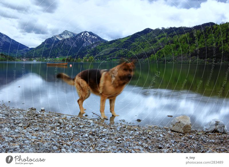 Hundstage Umwelt Natur Landschaft Wolken Gewitterwolken Frühling Wald Alpen Berge u. Gebirge Seeufer Ruderboot Tier Schäferhund 1 Bewegung genießen Spielen