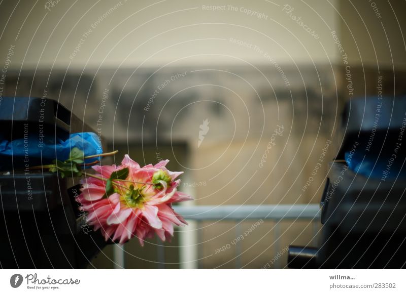 Blumen für den Müll Chrysantheme welk verblüht Müllbehälter Müllsack Wegwerfgesellschaft Biomüll wegwerfen Traurigkeit Textfreiraum oben Melancholie Depression