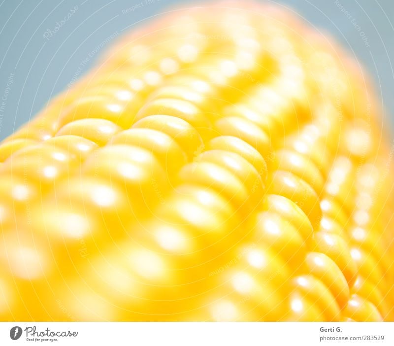 Der Mais ist heiß Lebensmittel Gemüse Getreide Maiskolben Vegetarische Ernährung Vegane Ernährung fest hell natürlich süß gelb Gesundheit Gesundheitswesen