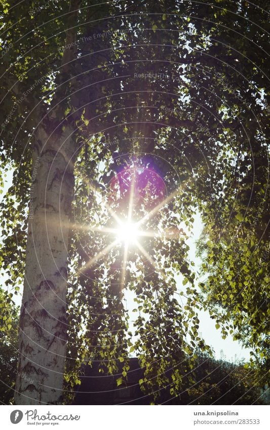 tree hugger Umwelt Natur Pflanze Baum Blatt Birke leuchten hell natürlich grün Farbfoto Außenaufnahme Detailaufnahme Menschenleer Licht Sonnenlicht