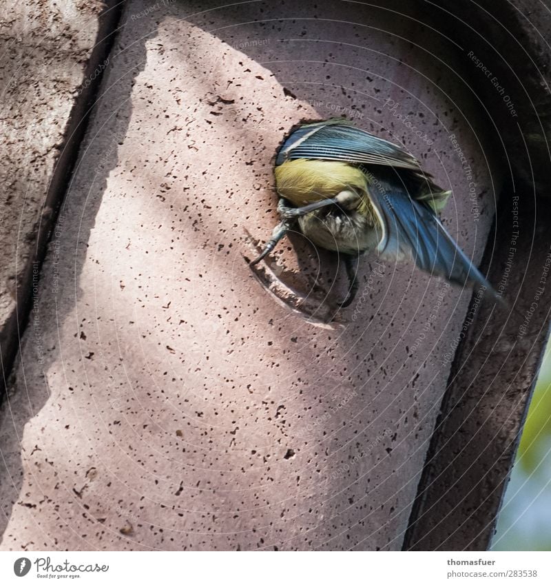 Mit dem Kopf durch die Wand Tier Vogel Meisen 1 festhalten füttern sitzen blau braun gelb Nistkasten Farbfoto Außenaufnahme Nahaufnahme Licht Schatten