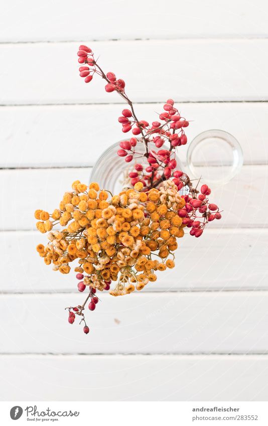 stilles leben in rot und gelb. Glas ästhetisch Vase Vogelperspektive Pflanze Blume Linie Hocker Holz Strukturen & Formen ruhig Orange getrocknet Trockenblume