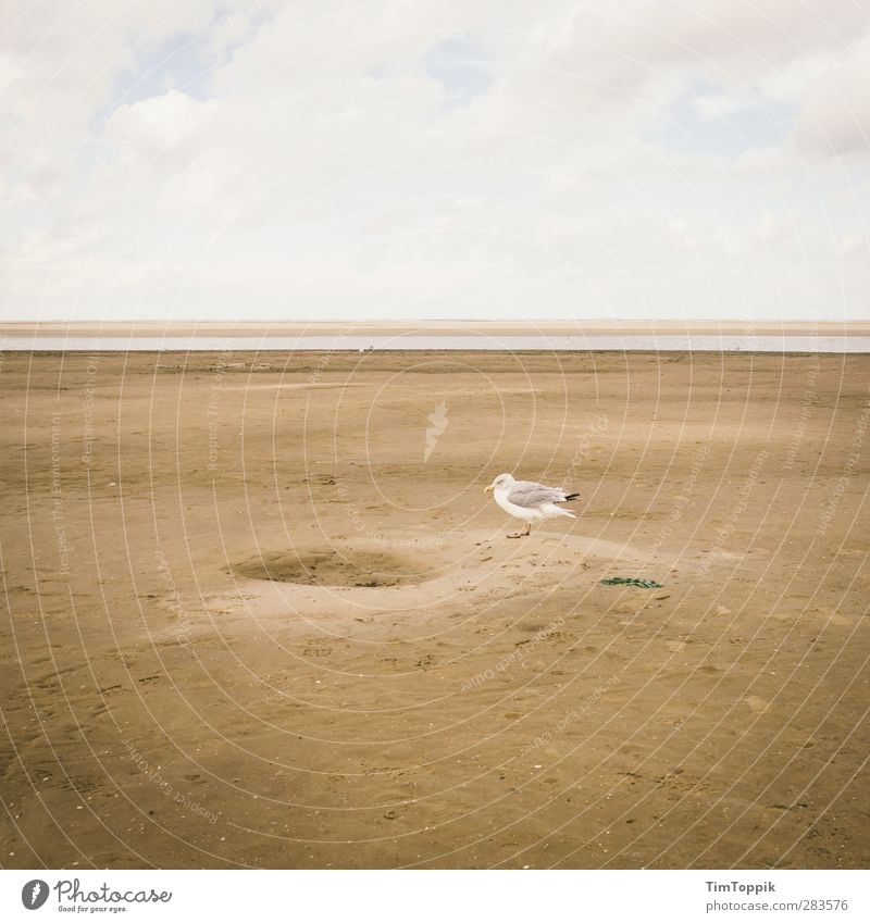 Gemeine Lochmöwe (Chroicocephalus lacunae) Strand Natur Möwe Lachmöwe Sand Sandstrand Tier Vogel Meeresvogel Langeoog Nordsee Nordseeinsel Horizont bizarr