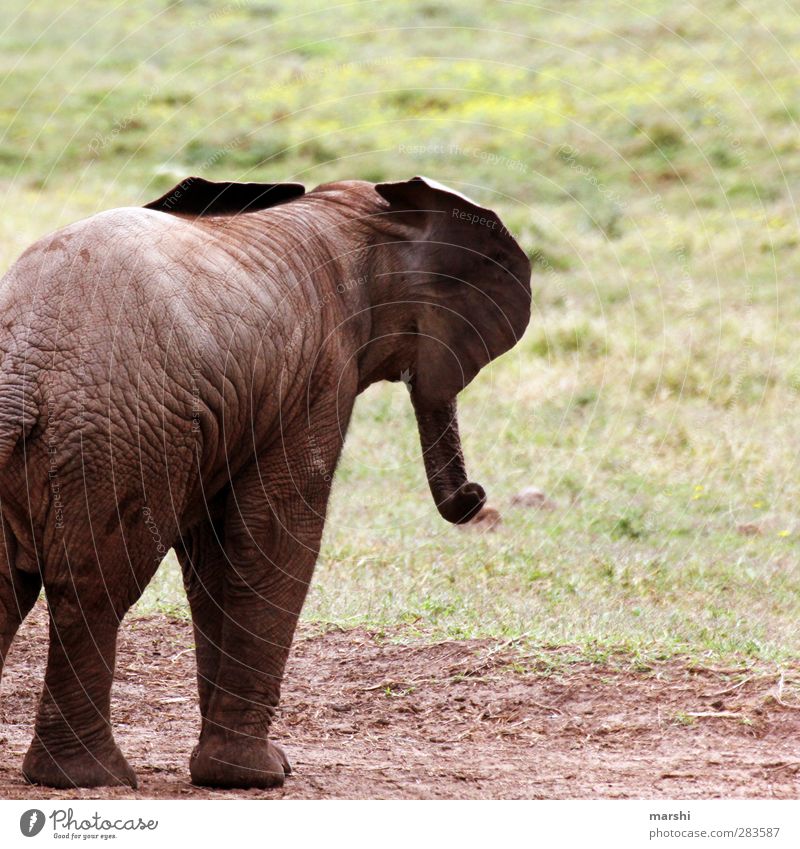 wenn ich groß bin... Tier Wildtier 1 Tierjunges braun Elefantenhaut Elefantenohren Elefantenbaby Safari Südafrika Freiheit Wildnis wild Farbfoto Außenaufnahme