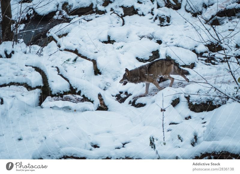 Wolf läuft auf Schnee rennen Winter Raubtier Tierwelt Säugetier Natur Hund natürlich grauer Wolf Fleischfresser Lebewesen Bewegung wild Beautyfotografie kalt