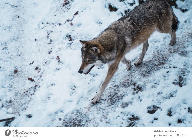 Wolf läuft auf Schnee rennen Winter Raubtier Tierwelt Säugetier Natur Hund natürlich grauer Wolf Fleischfresser Lebewesen Bewegung wild Beautyfotografie kalt